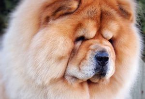 chow-chow andy