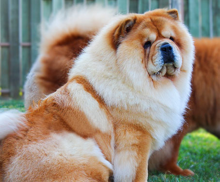 chow-chow Andy