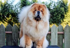 chow-chow piper