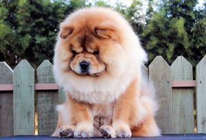 chow-chow andy