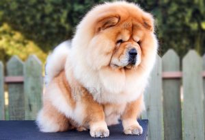 chow-chow andy