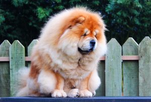 chow-chow chelsea