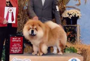 chow-chow chelsea