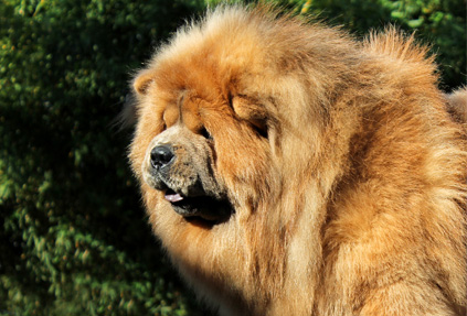 chow-chow leão