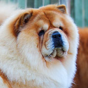 chow-chow Andy