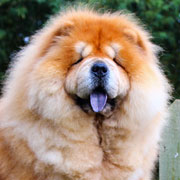 chow-chow Chelsea