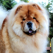 chow-chow Piper