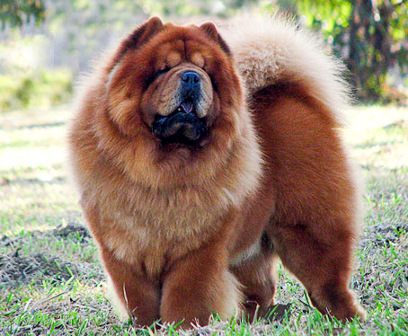 chow chow pedigree