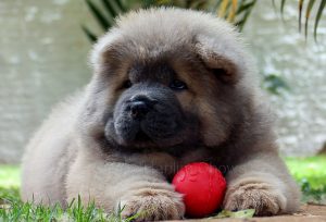 filhote de chow-chow cinza