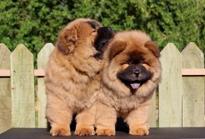 filhotes de chow chow vermelho canil harilim chows macho e femea