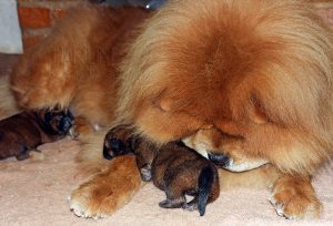 filhotes de chow-chow canil harilim