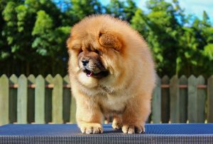 alimentação chow-chow