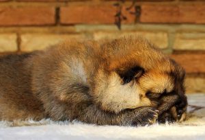 cuidado filhotes chow-chow