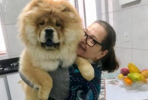 temperamento chow-chows