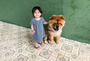 temperamento chow-chows