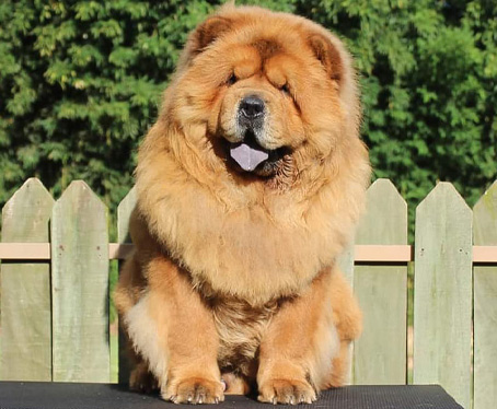 chow-chow cosmos