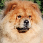 chow-chow Pipoca
