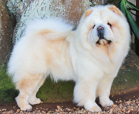 chow-chow zoe