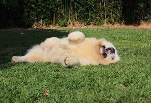 chow-chow snow