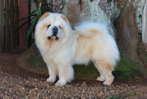 chow-chow zoe